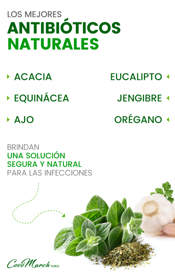 Los 10 Mejores Antibióticos Naturales Coco March