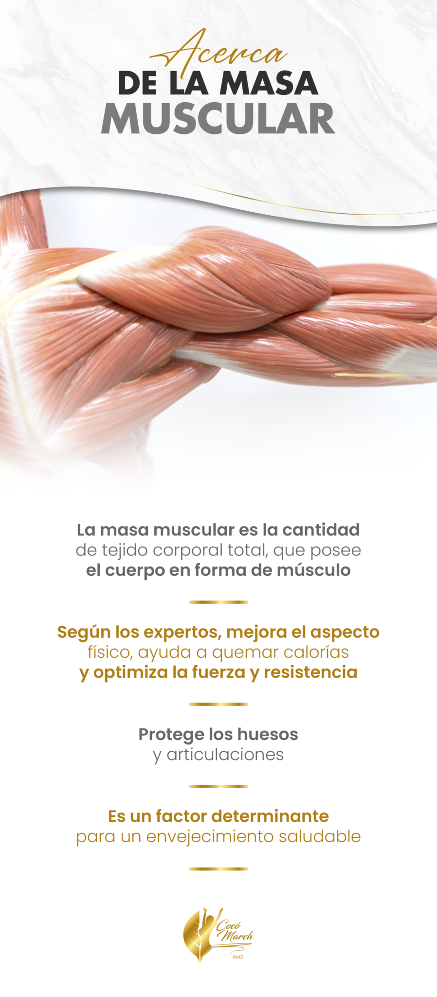 Cómo Recuperar La Masa Muscular