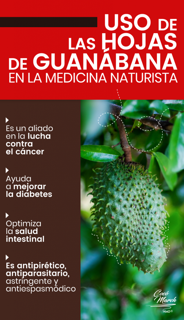 Hojas De Guanábana Veneno Para El Cerebro Cómo Preparar Té de Hojas de Guanábana Para El Cáncer | Coco March