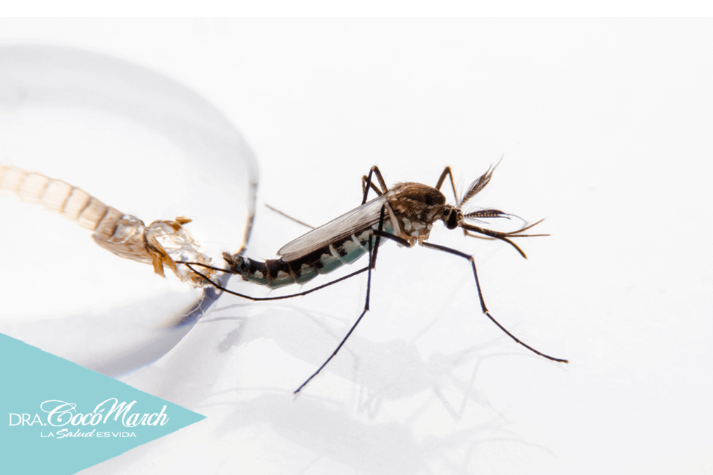 remedios-naturales-para-la-malaria