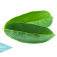 hojas-de-guanábana-para-combatir-el-cáncer