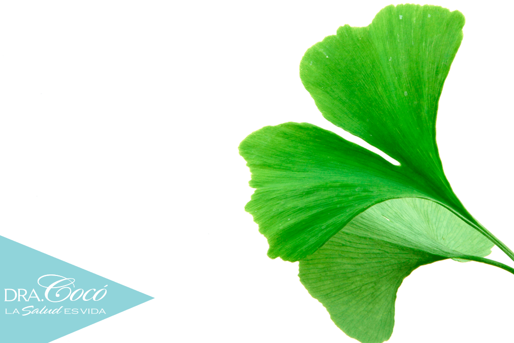 cómo-proteger-tu-cerebro-con-ginkgo-biloba