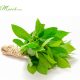 beneficios-de-las-hojas-de-laurel