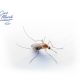 estudio-covid-19-no-se-transmite-por-mosquitos