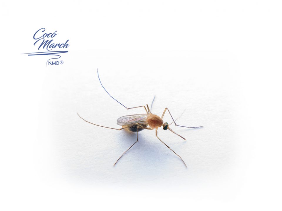 estudio-covid-19-no-se-transmite-por-mosquitos