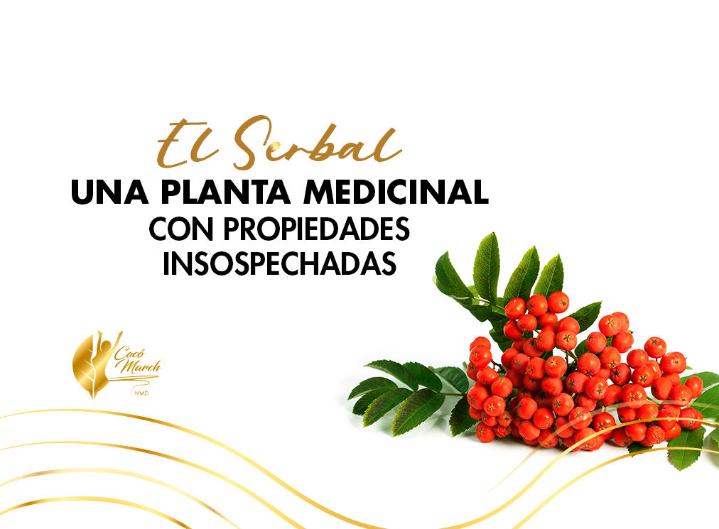 serbal-planta-medicinal-con-propiedades-insospechadas