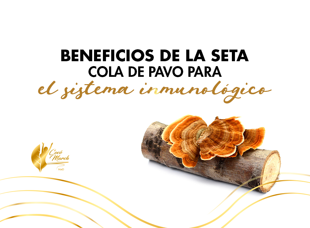 beneficios-de-la-seta-de-cola-de-pavo-para-el-sistema-inmune