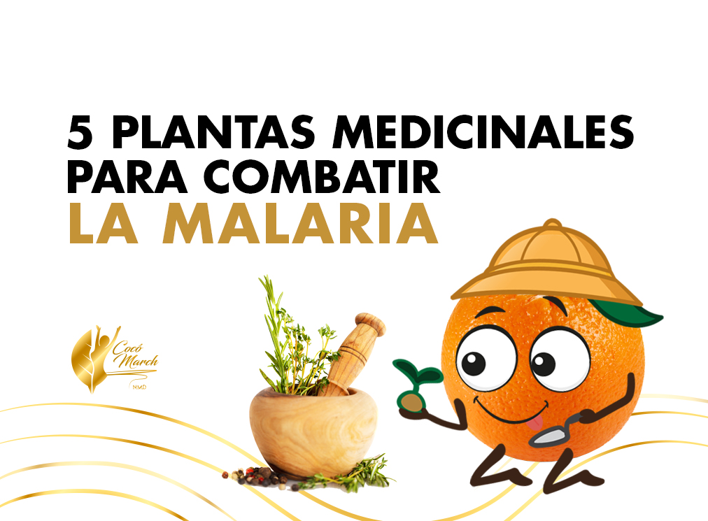 plantas-medicinales-para-malaria