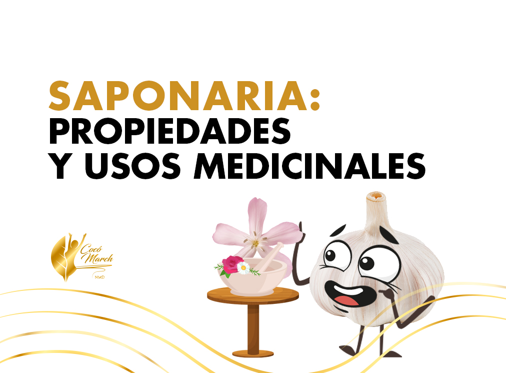 saponaria-propiedades-usos-medicinales